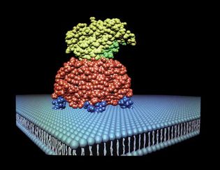 X-ray protein crystallography in molecular biology