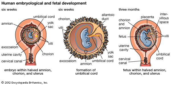 umbilical cord formation