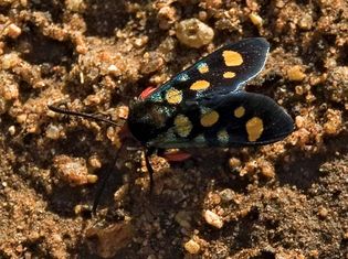 window-winged moth