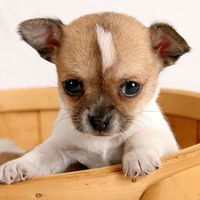 puppy in basket (pup, dog, cute, pet)