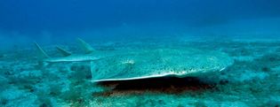 common angel shark