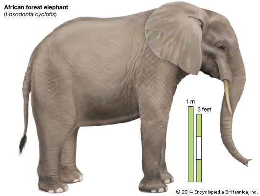 African forest elephant