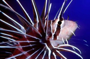 lionfish