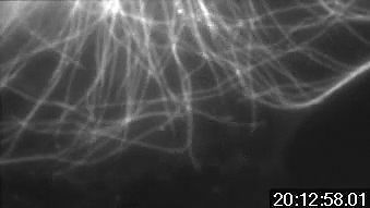 Observe the subtle effects of the anticancer drug Taxol inside a cell