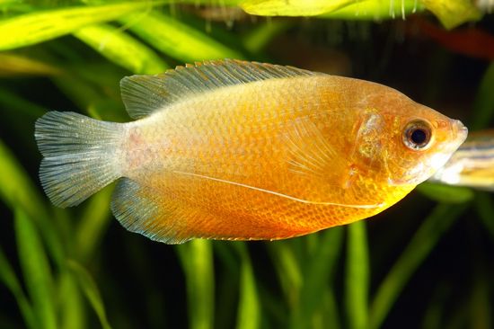 dwarf gourami (Colisa lalia)