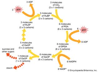 Calvin cycle