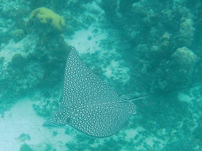 spotted eagle ray