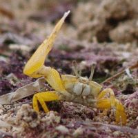 male fiddler crab