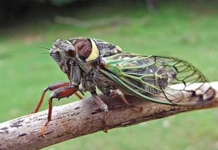 cicada