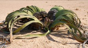 welwitschia