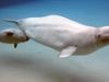 Baby beluga whales in Canada