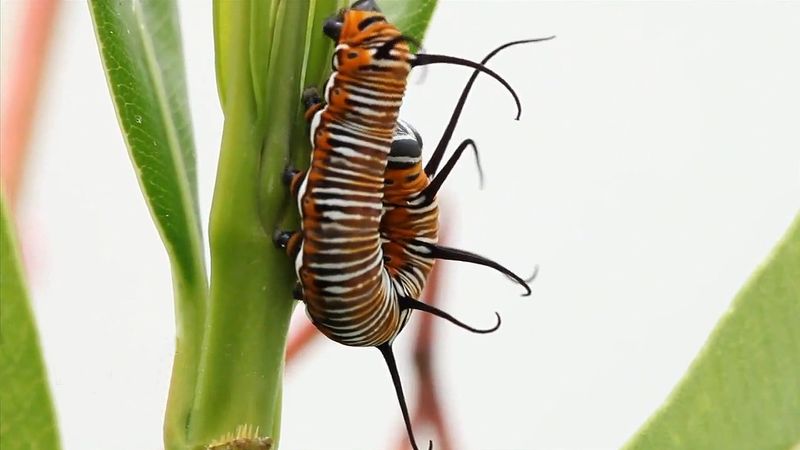 Observe a caterpillar munching on leaves