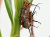 Observe a caterpillar munching on leaves