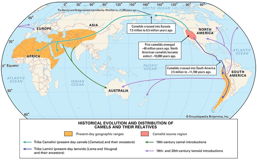 camel evolution and distribution