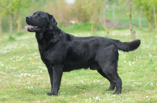 Labrador Retriever