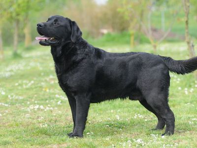 Labrador Retriever