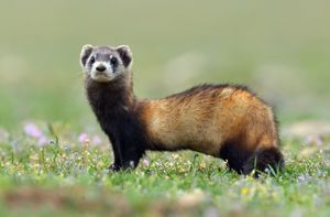 steppe polecat