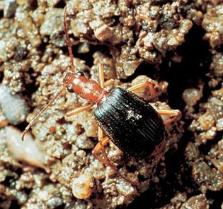 bombardier beetle