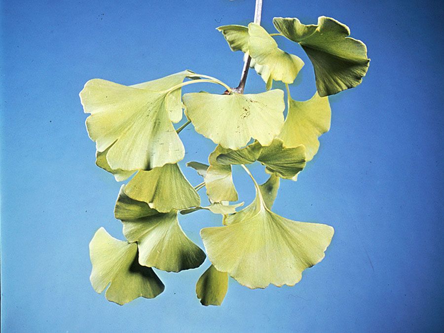 ginkgo