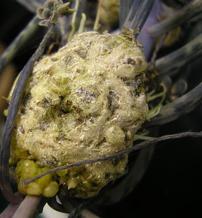 crown gall