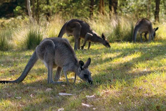 Eastern gray kangaroos