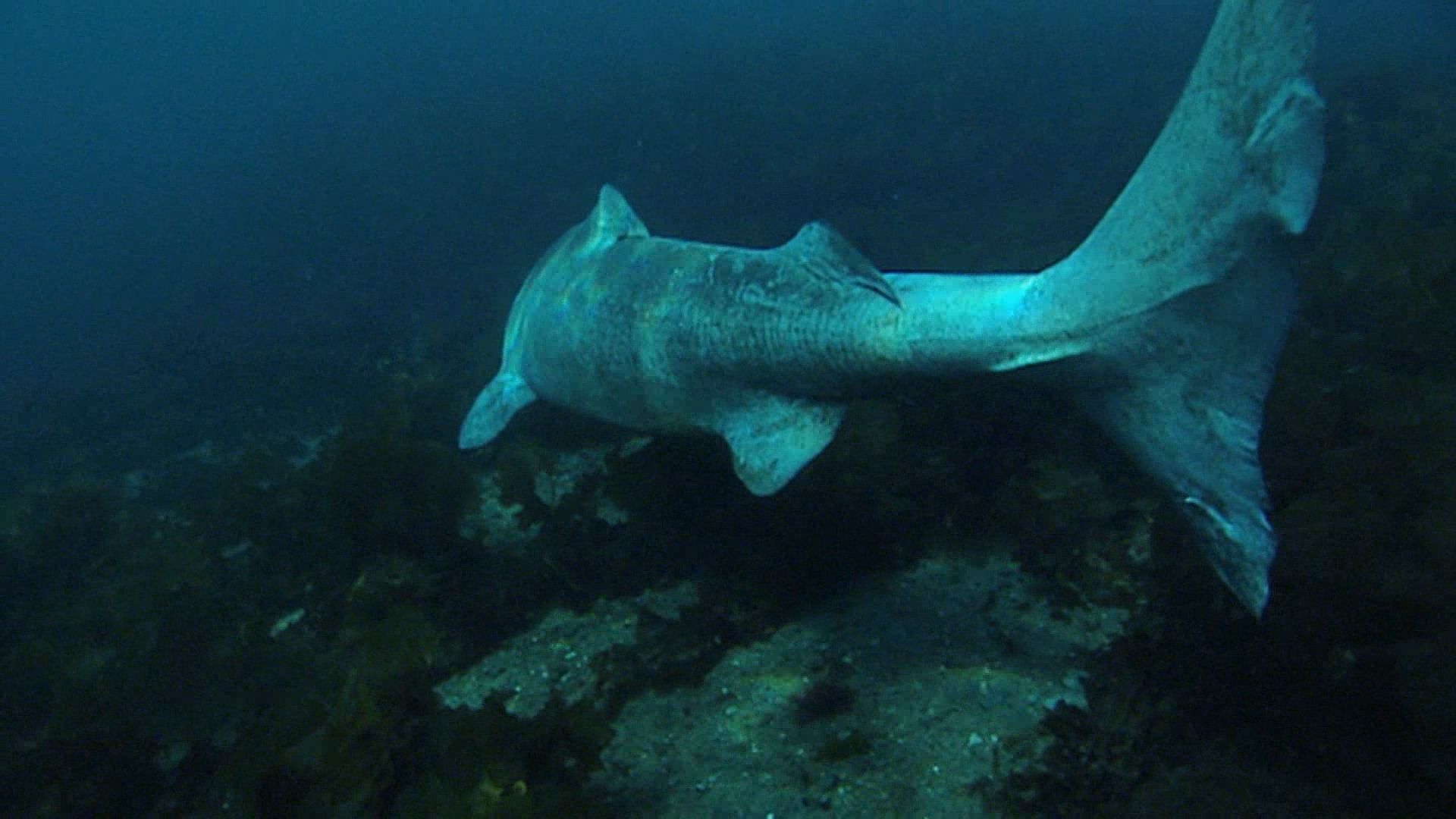 Greenland shark