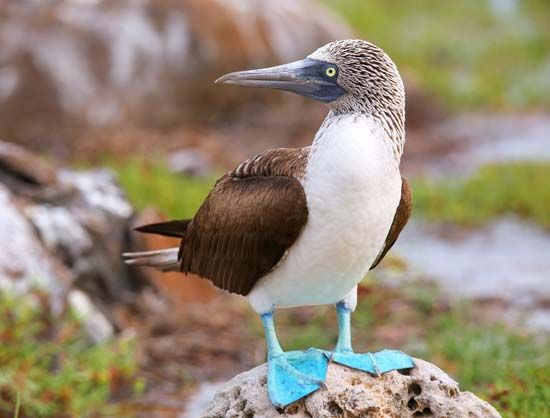 blue-footed booby