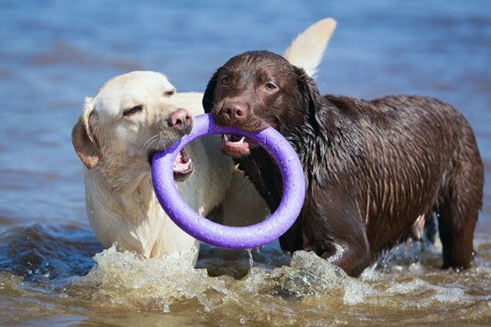 Labrador Retrievers