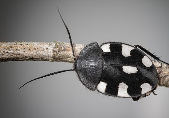 Domino cockroach