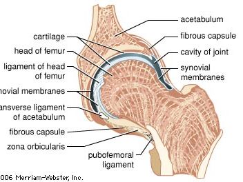 hip joint