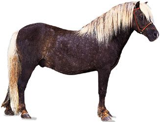 Shetland pony stallion with chocolate-coloured coat and flaxen mane and tail.