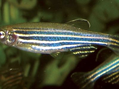 zebra danio