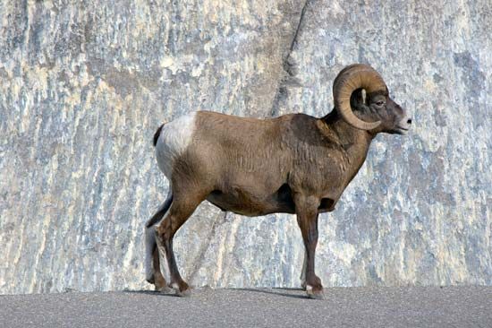 Jasper National Park: bighorn sheep