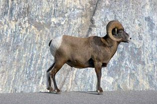 Jasper National Park: bighorn sheep