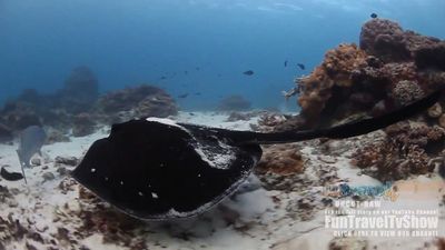 Watch a ray swimming near the Great Barrier Reef off the coast of Queensland, Australia