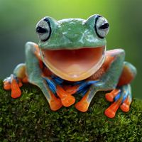 Javan gliding tree frog or flying tree frog.  Amphibian