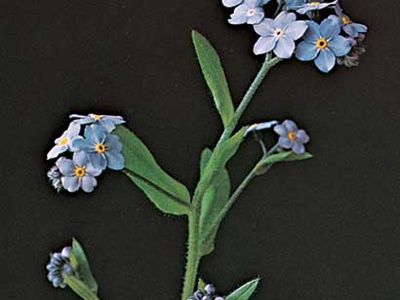 Woods forget-me-not (Myosotis sylvatica)