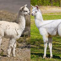 Alpaca and Llama side by side