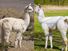 Alpaca and Llama side by side