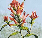 Indian paintbrush