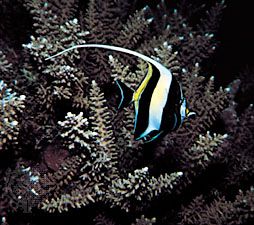 moorish idol