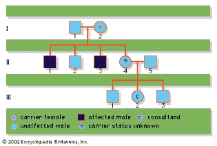 family pedigree