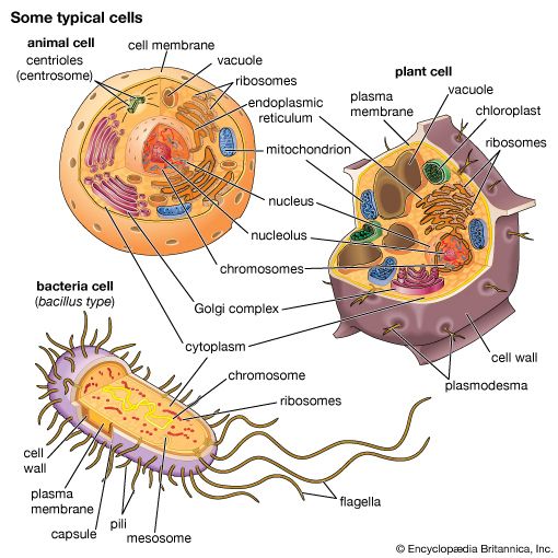 cells