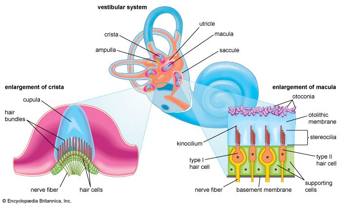 vestibular system