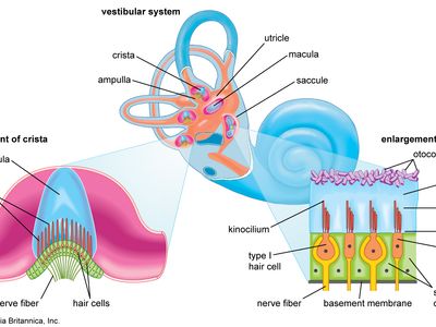 vestibular system