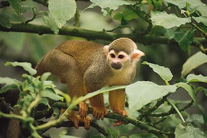 common squirrel monkey