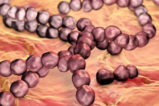 Streptococcus mutans