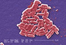 E. coli