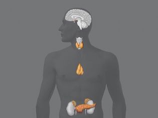 Learn the importance of the ten glands of the human endocrine system