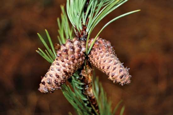 lodgepole pine